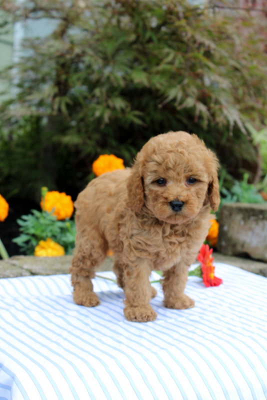 puppy, for, sale, Mini Poodle, Matthew B. Stoltzfus, dog, breeder, Gap, PA, dog-breeder, puppy-for-sale, forsale, nearby, find, puppyfind, locator, puppylocator, aca